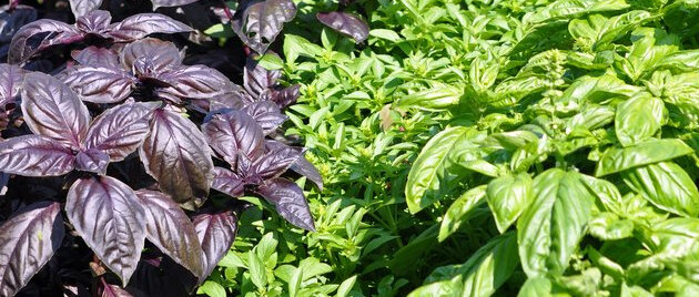 Базилик (рейхан)