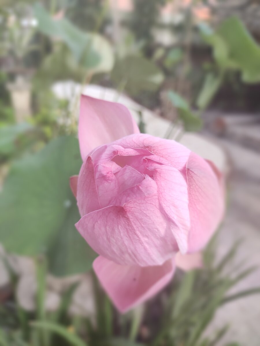 Цветок лотоса. фото можно листать