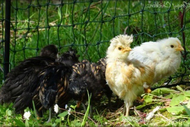 Когда цыплят можно выпускать на улицу и оставлять на ночь 🐥 | Курочка ...