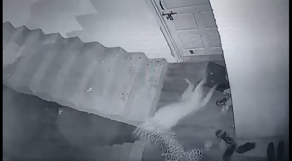 Леопард утаскивает собаку