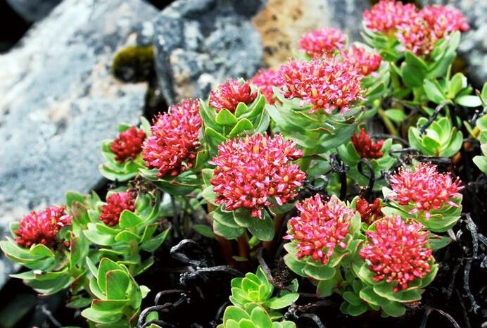 Родиола розовая 