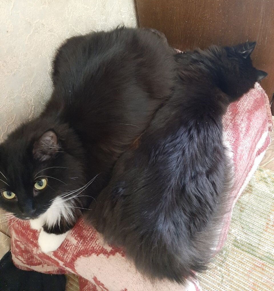 Наши коты, Ветер и Вечер