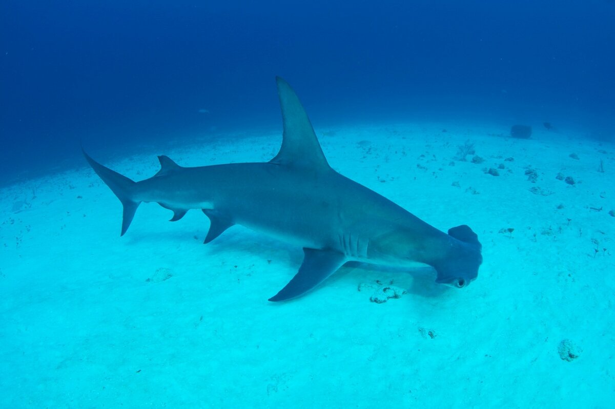 Hammerhead shark - Elphistone Reef HammerHead Shark - YouTube