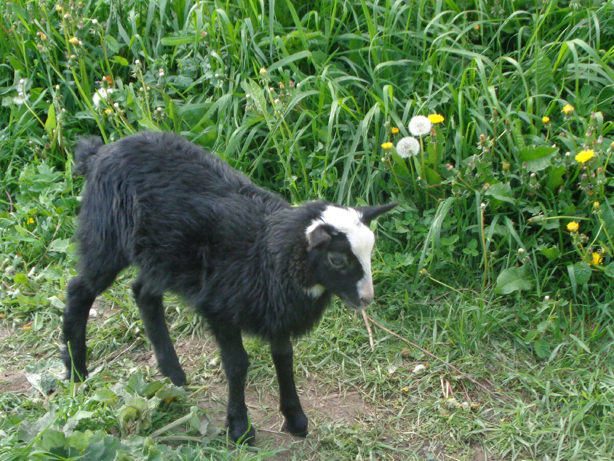Весельчак. Самый игривый козленок мужеского пола.