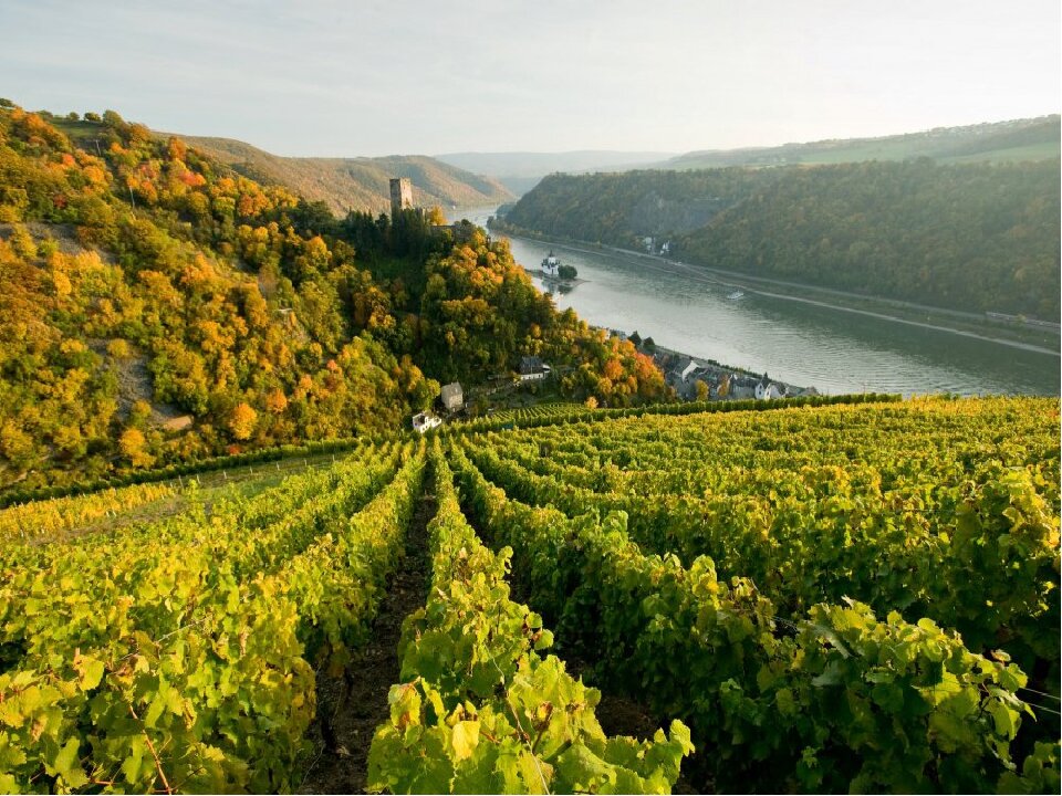 Колоритные пейзажи виноградников в Пфальц