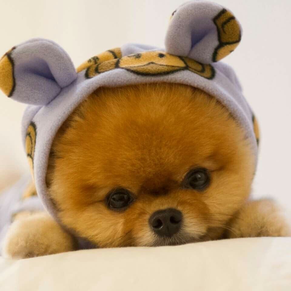 Померанский шпиц jiffpom