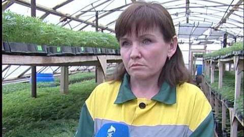 Горзеленхоз уфа. МУП Горзеленхоз Уфа. МУП Горзеленхоз Уфа директор. Ардаширов Ильдар Абрикович Горзеленхоз.