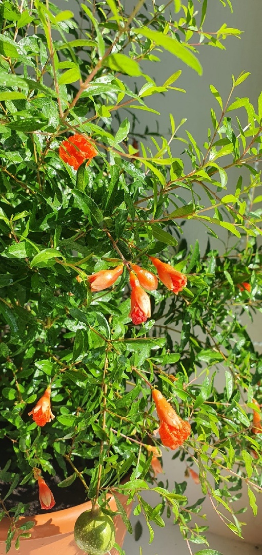 Фото Лужецкой Натальи ее деревце комнатного граната 5 июня 2021 года