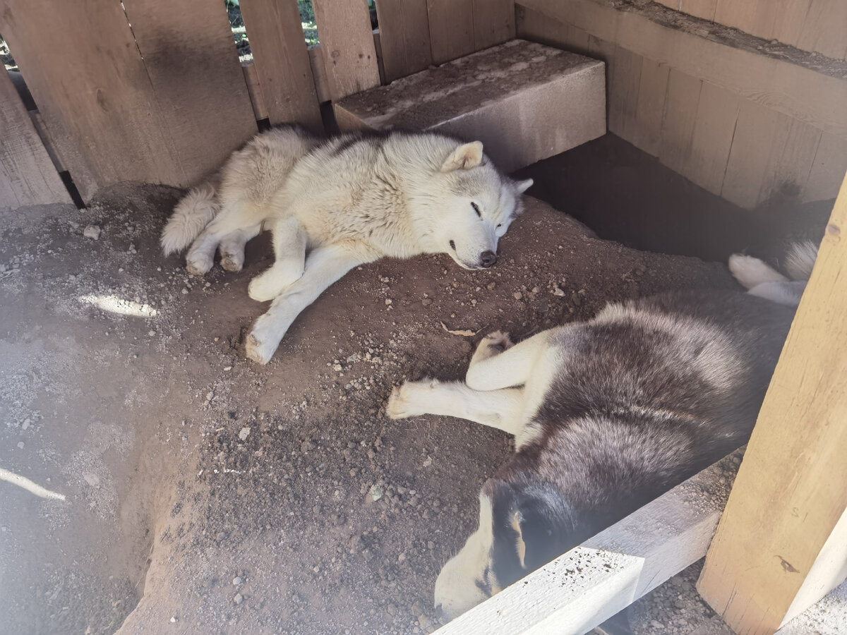 Нормальное состояние хаски с 10 00 до 19 00