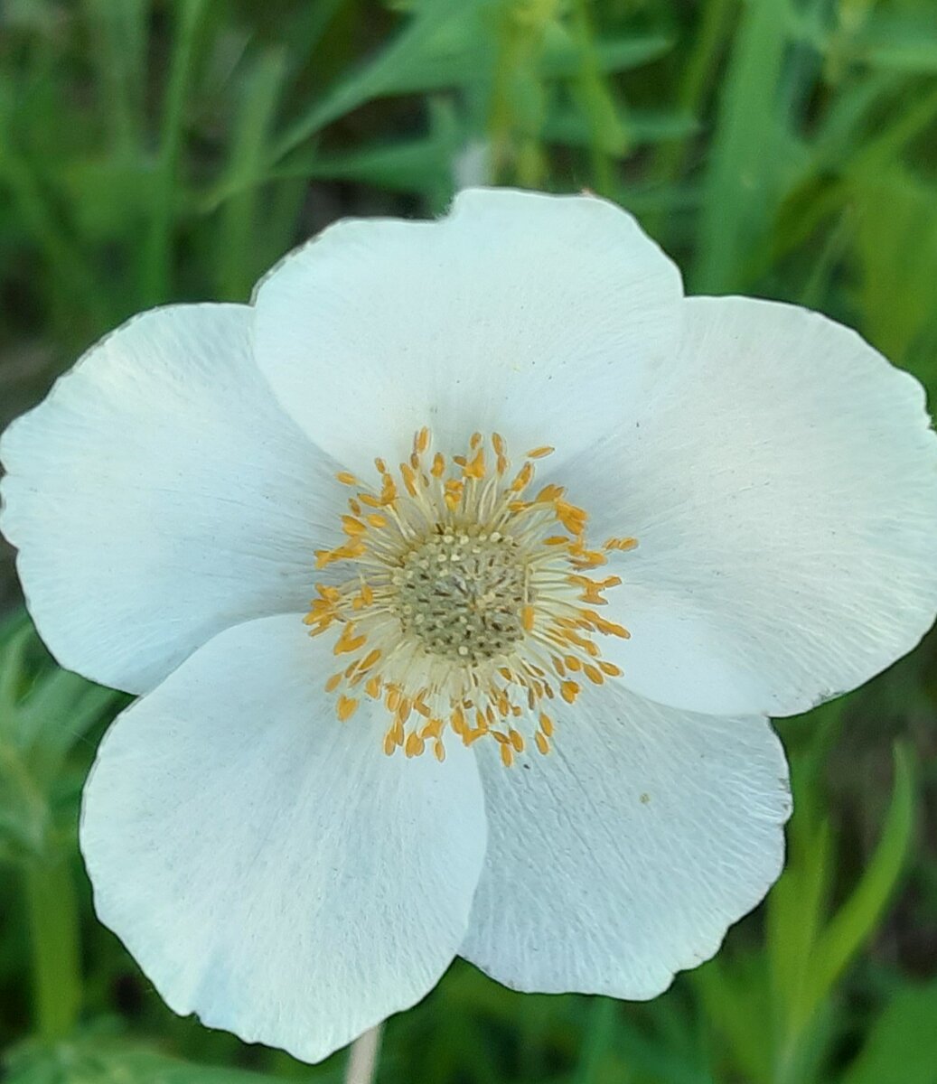 цветы на даче. фото автора


