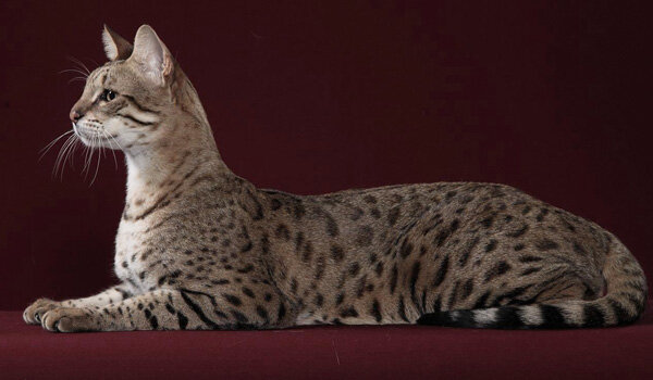 Кошка породы Ашера