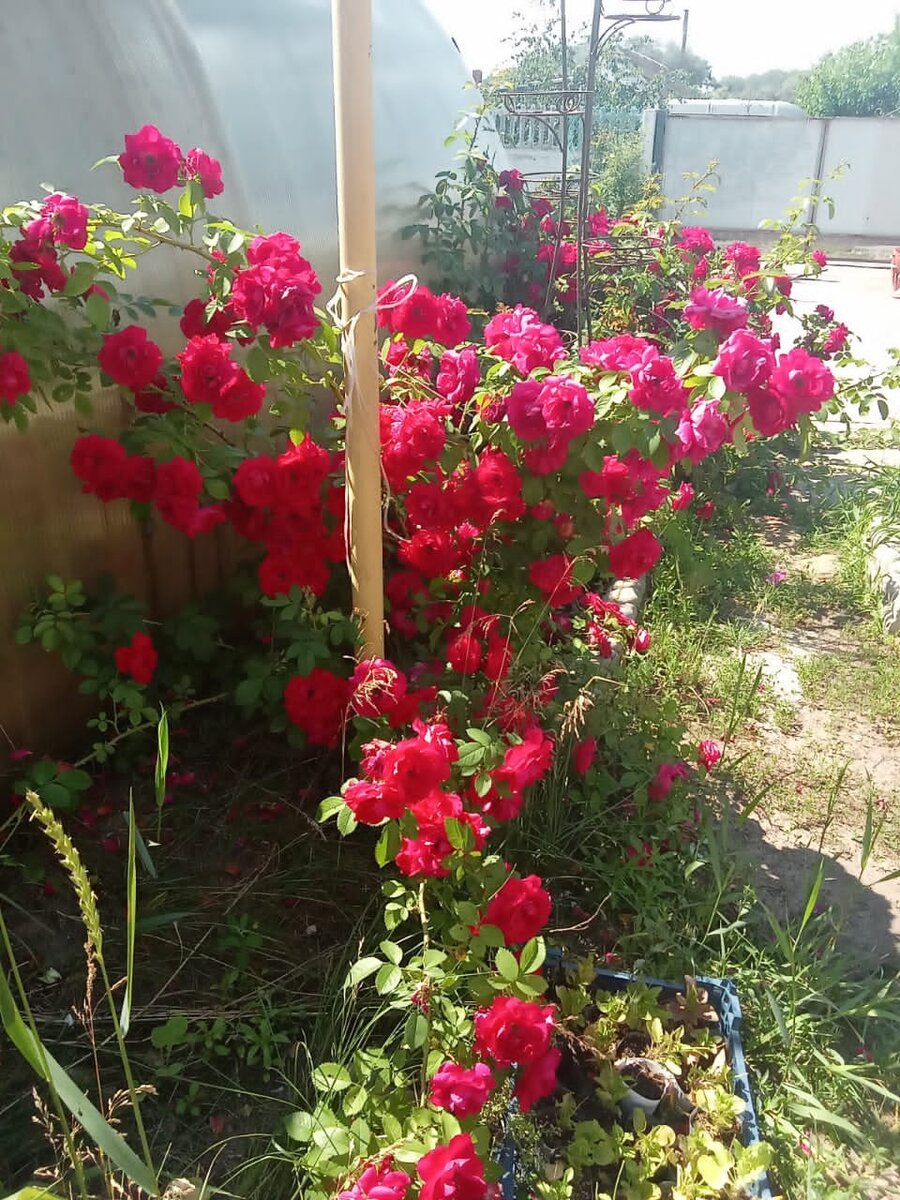 Этим канадским розам зимы не страшны (личное фото)