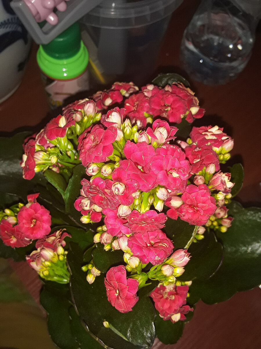 Цветы для бабушки. В горшочке. Их можно поливать)