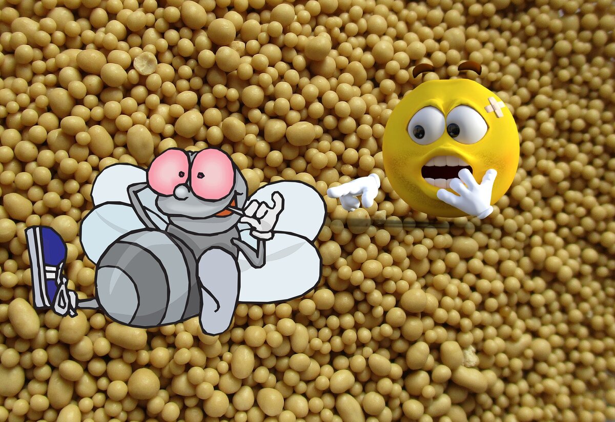 Дрожжевой грибок приводит к брожению мёда