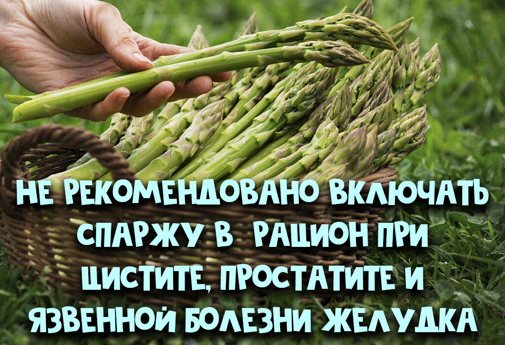 Спаржа польза для мужчин. Спаржа ростки. Чем полезна спаржа для организма. Спаржа полезные свойства. Спаржа для чего полезна.