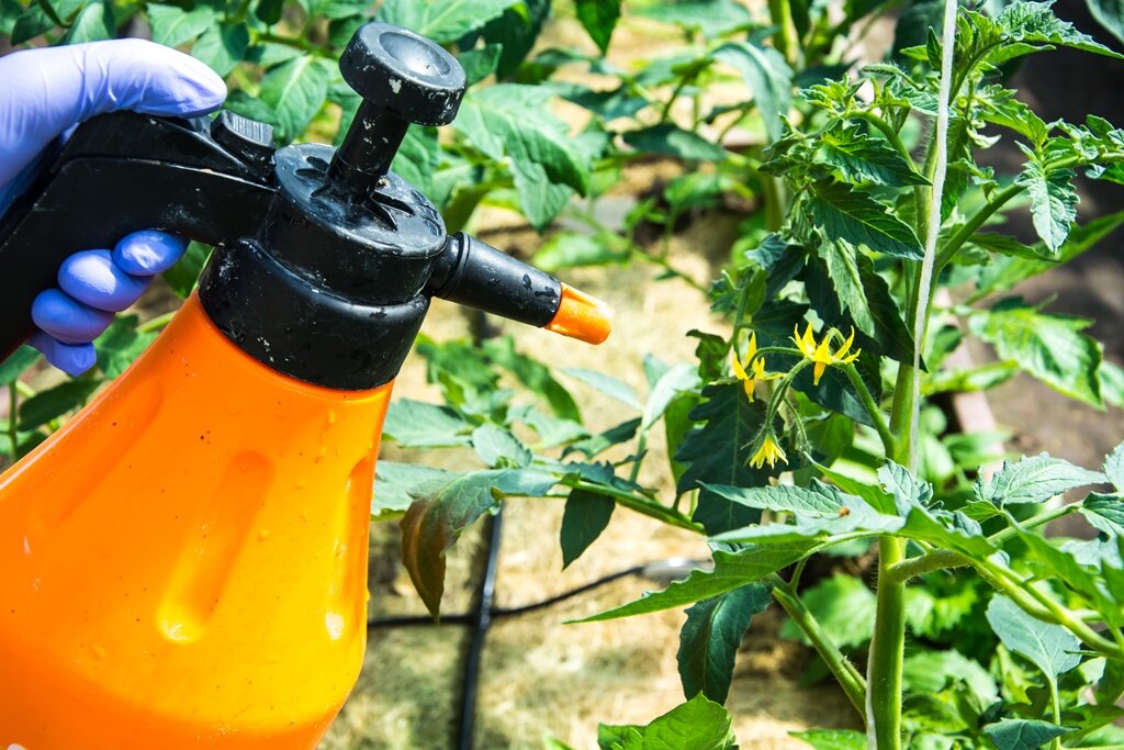 Готовим раствор борной кислоты для завязи томатов: пропорции и инструкцияпо обработке томатов