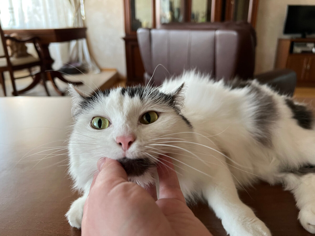 На фото моя кошка требует еще больше чесания и ласки