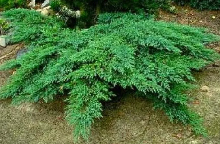Можжевельник - это уникальное растение, которое известно своими терапевтическими свойствами еще с древних времен. Каждая часть этого уникального растения полезна по - своему для человека.