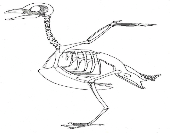Скелет птиц приспособлен у птиц кости. Скелет птицы. Скелет птицы легкий. Строение скелета птицы. Скелет голубя.