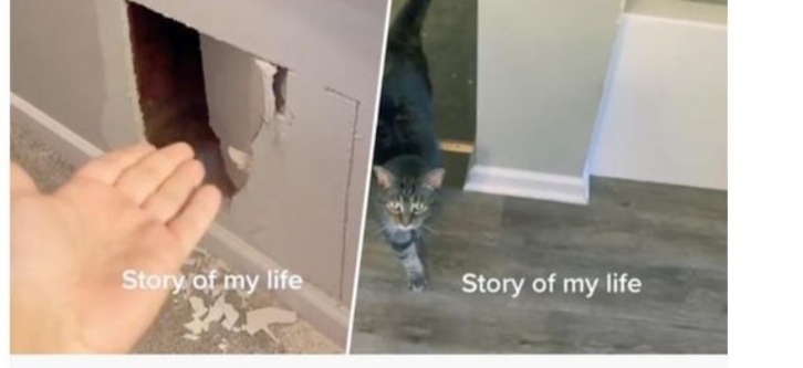 Бедный кот, просидевший минимум двое суток в стене 😭