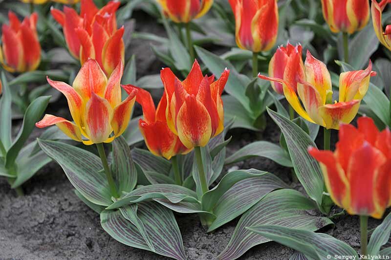 Тюльпан Californian Sun 