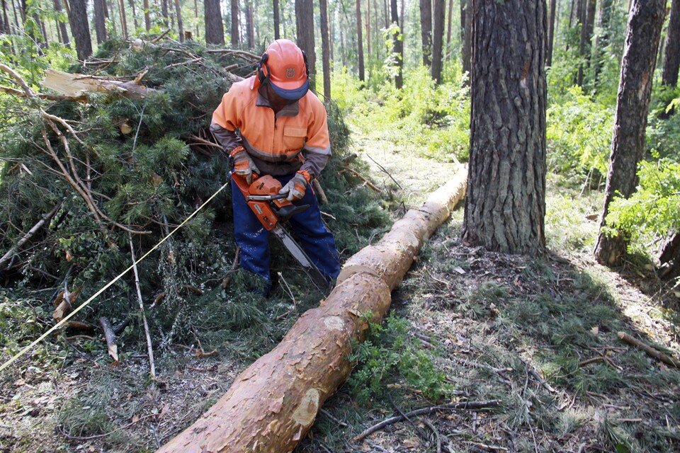     Запрет коснется товаров, для изготовления которых понадобилась вырубка леса Олег УКЛАДОВ