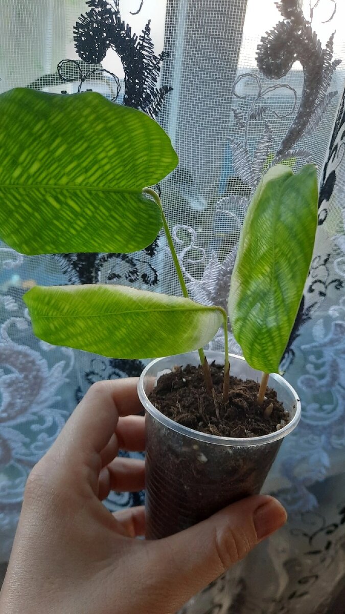 Вот такая малявка