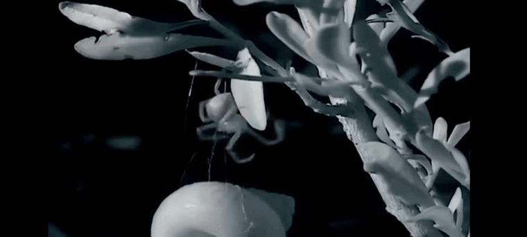 Удивительные кадры того, как паук поднимает раковину 