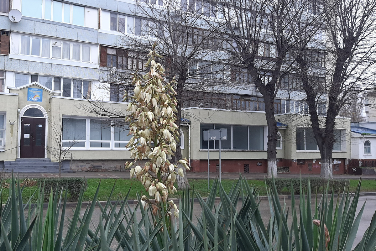 Необычное растение, которое не пальма, ведь является родственником спаржи.