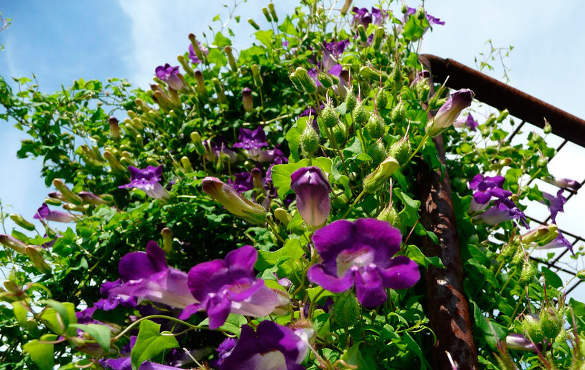 Азарина лазающая. Вьюны азарина. Азарина сканденс. Лазающие цветы. Лазающие цветы.