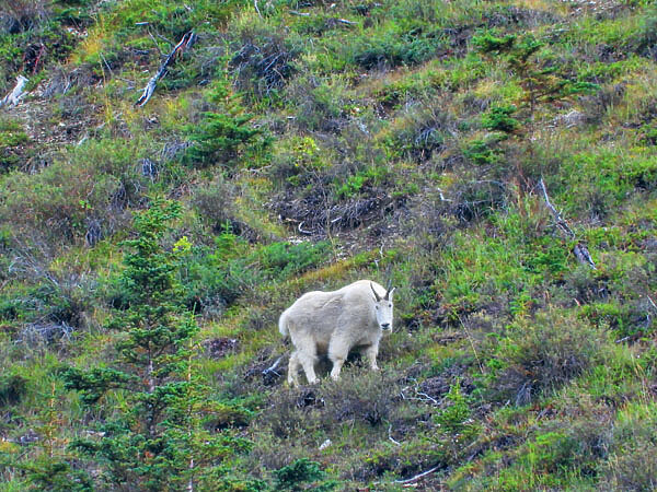     Необычное животное. Американцы называют его King of the Moutains. Фото автора.