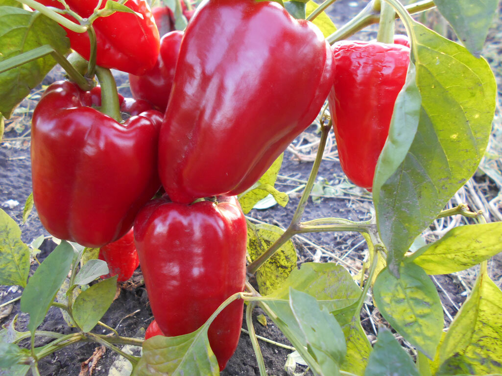 Фото: domikru.net