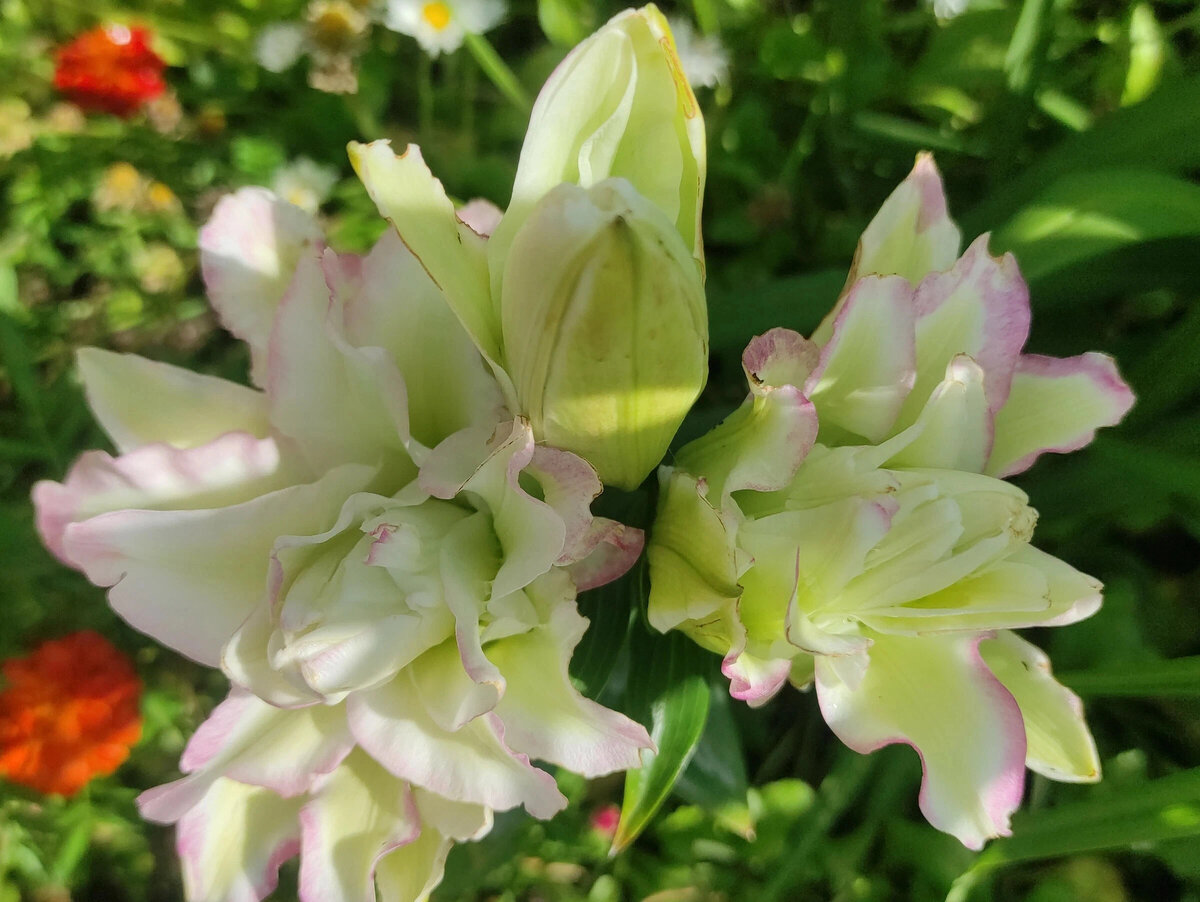 "Сноуборд" - фото Алёны