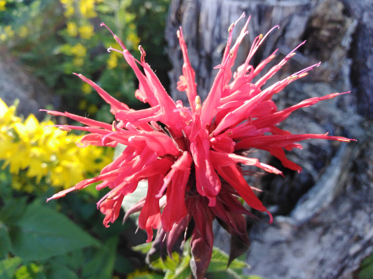 Цветки трубчато-воронковидные в головчатом соцветии