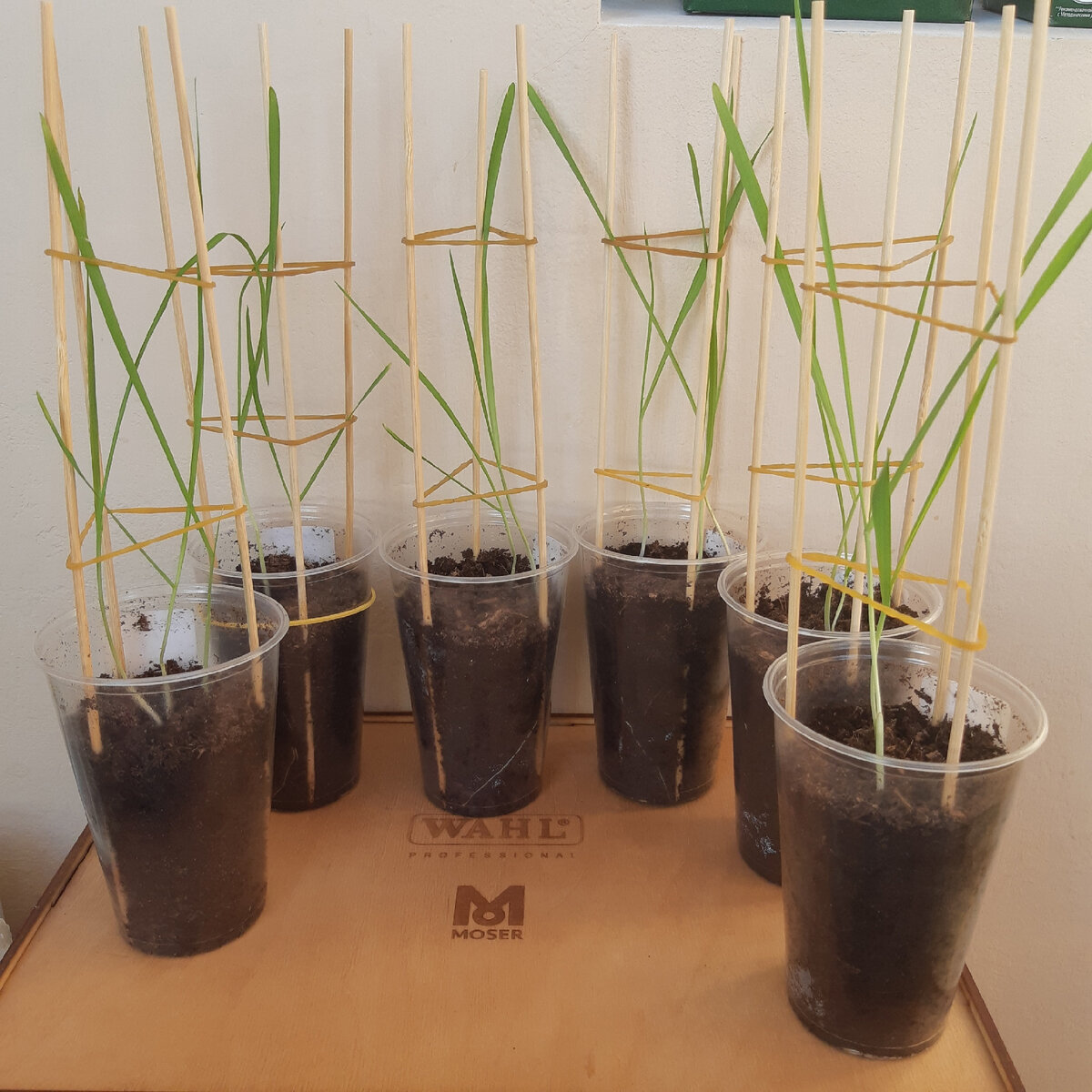 фото раннего этапа