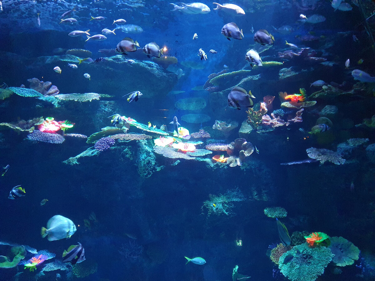 Гигантский аквариум.