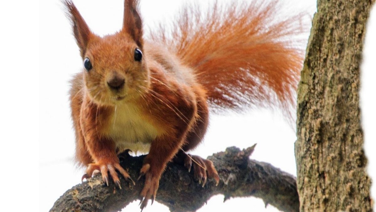 Яндекс.Картинки