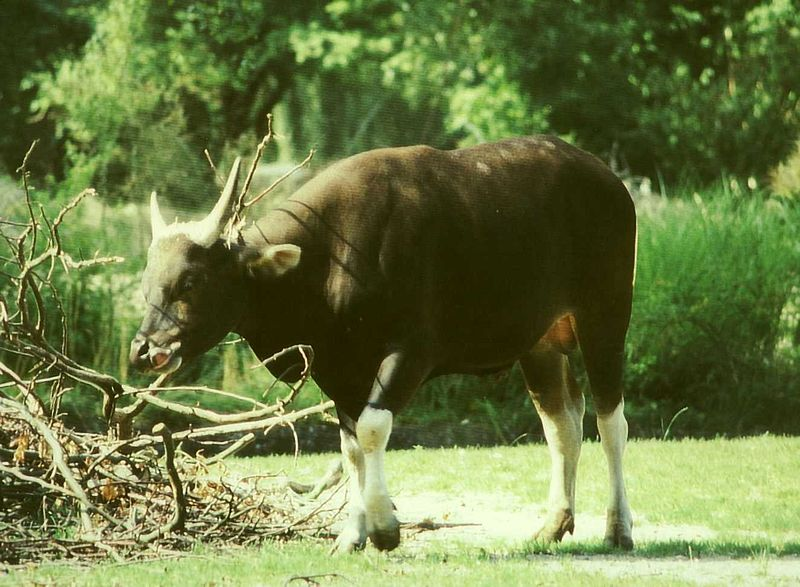 Дикий бык 5. Бантенг. Бантенг (bos javanicus);. Дикий бык из Азии. Фауна тропической Австралии бантенг.
