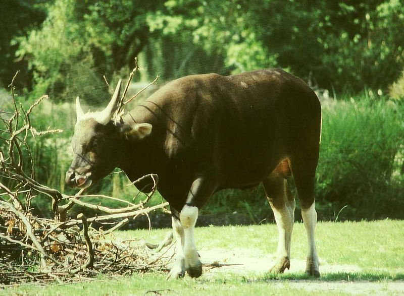 Купрей бык. Bos javanicus. Бык Купрей в парижском зоопарке. Фауна тропической Австралии бантенг.