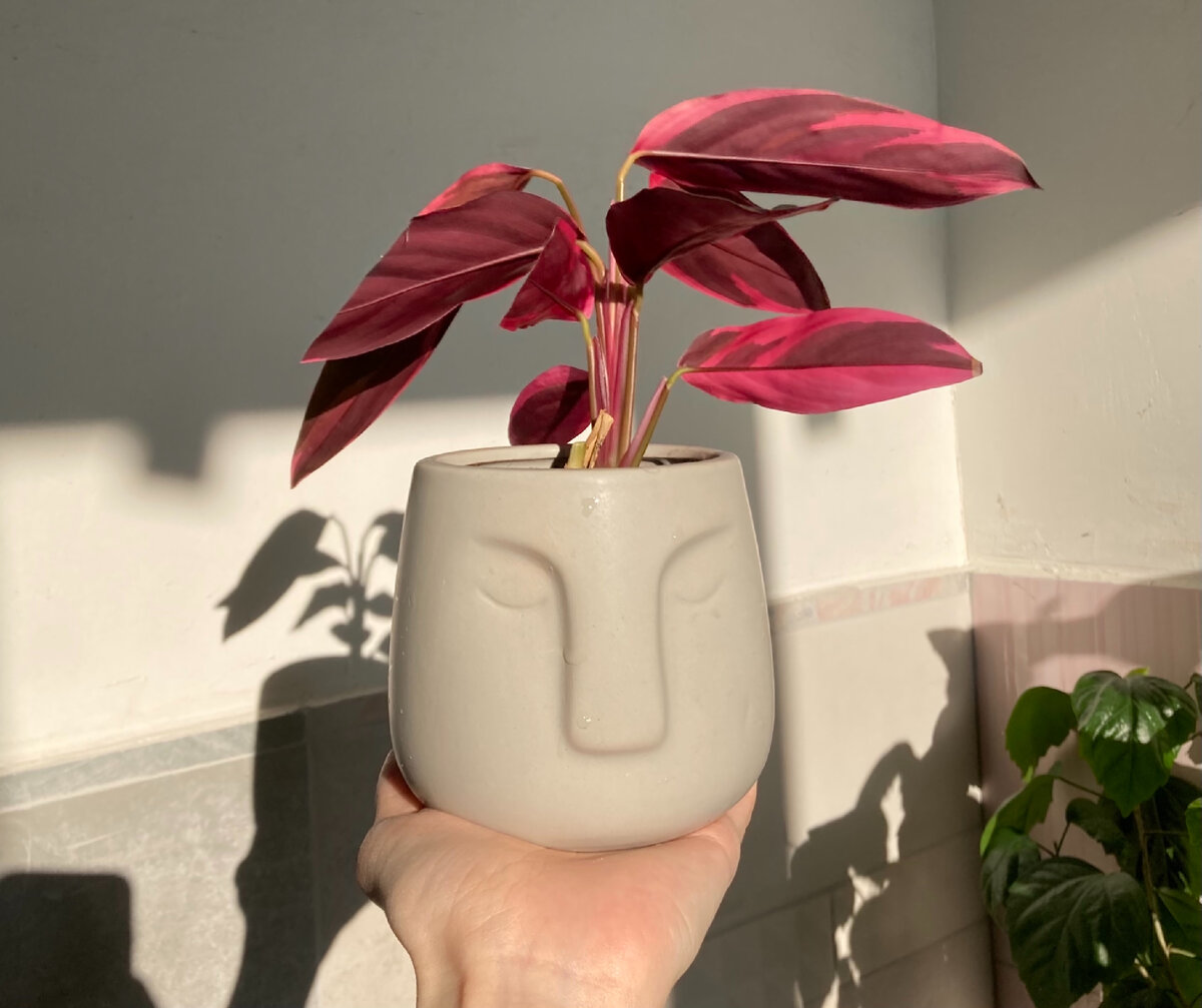 Красавица Строманта триколор