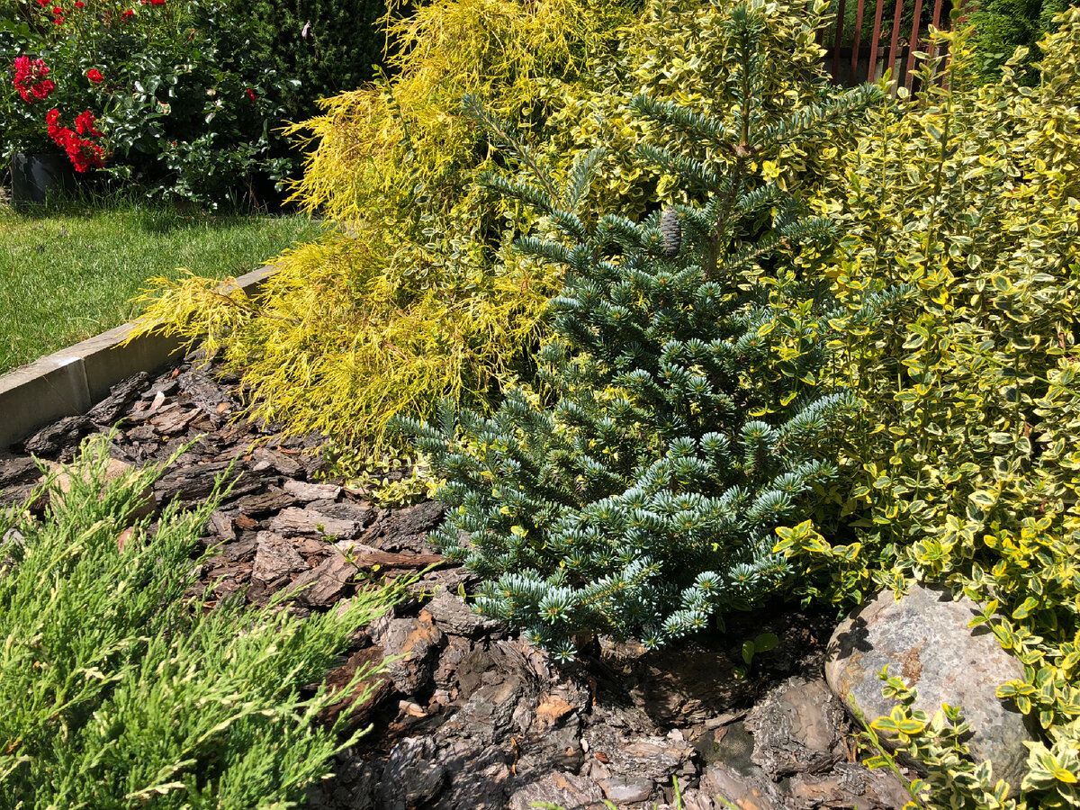 Пихта корейская Блю Имперор