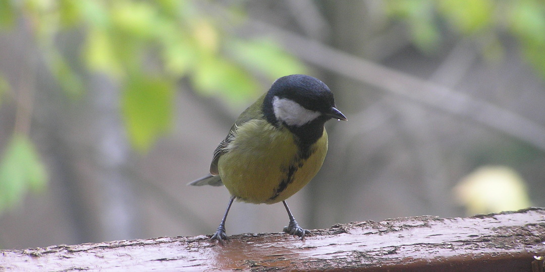 Сколько живут синицы
