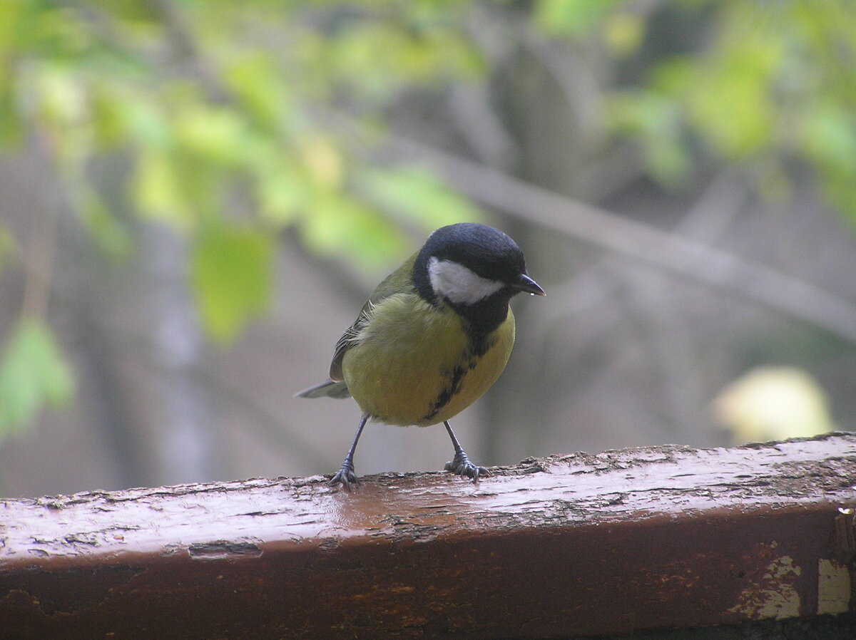 Синица ранней осенью. Переживет ли она зиму?