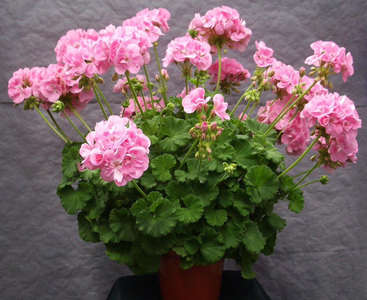 Фото: novyefoto.ru