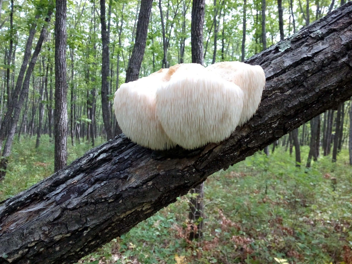 Ежовник гребенчатый / ©Getty images 