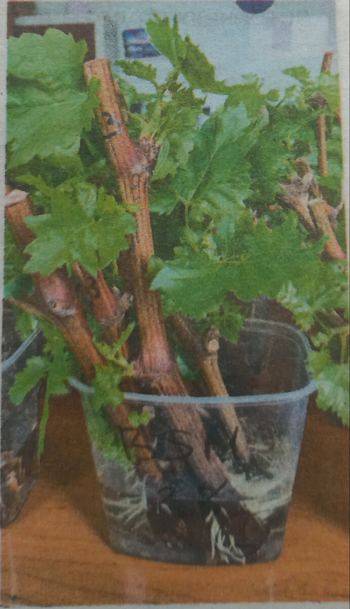 Фото 2.В прозрачном стакане .