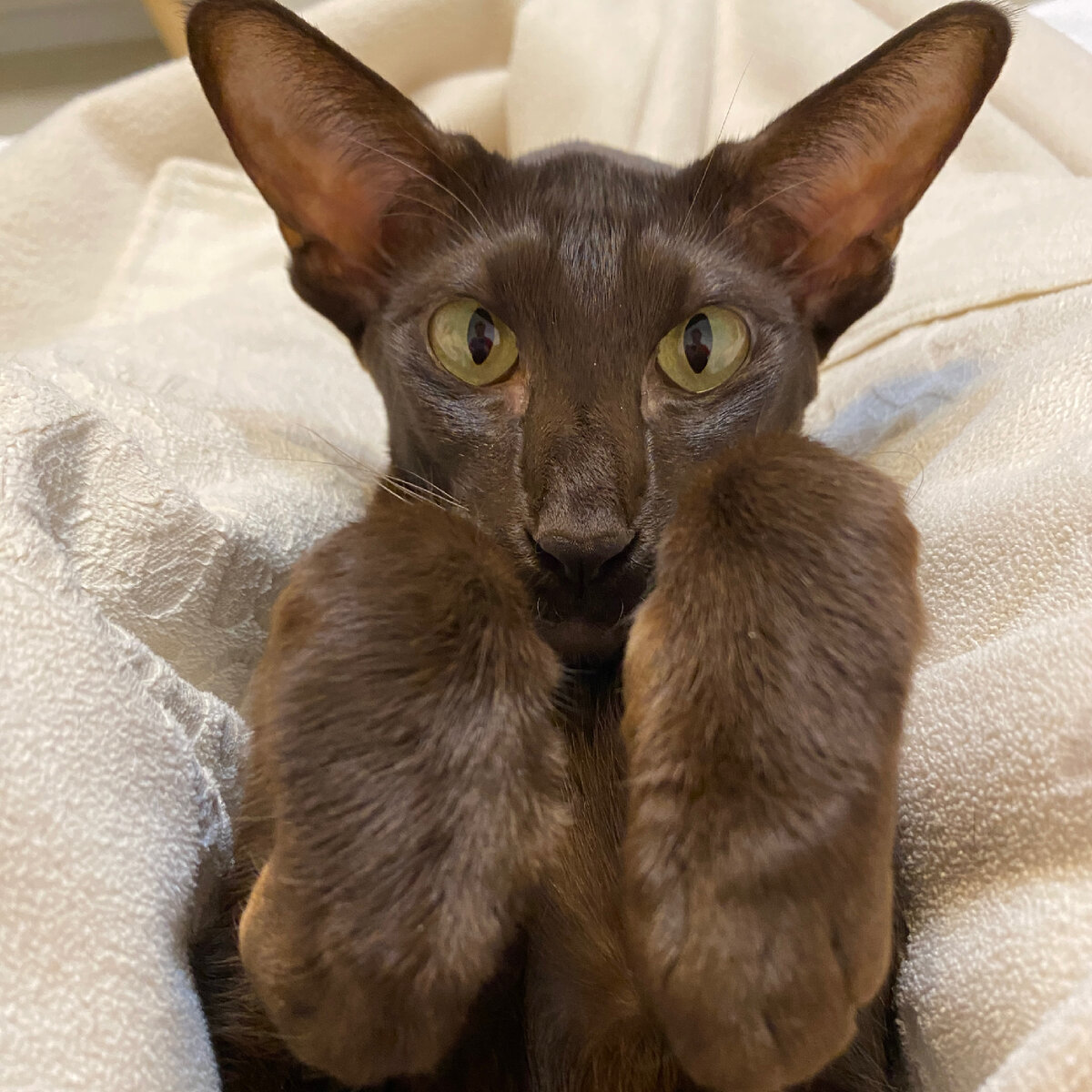 Йолли пришла на лапикюр😝