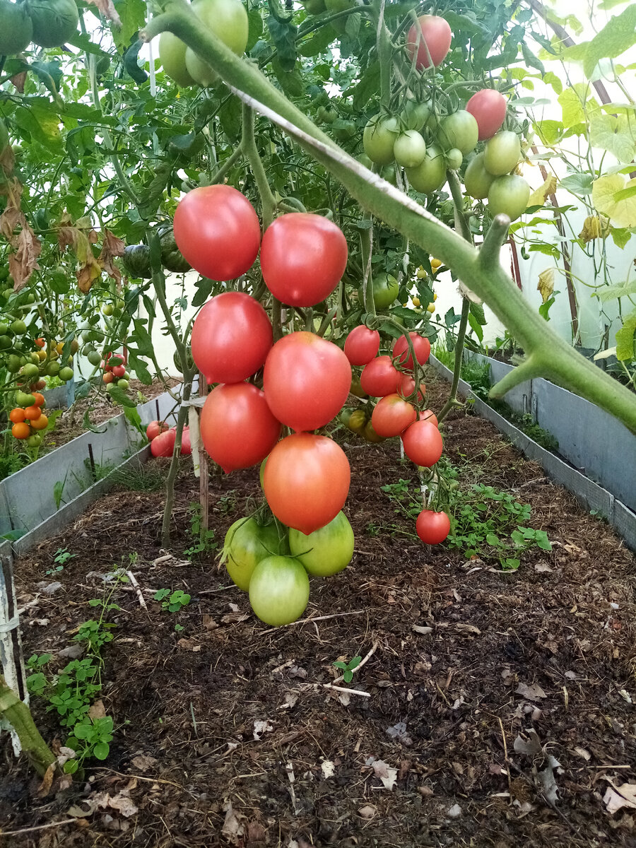 Де барао царский 