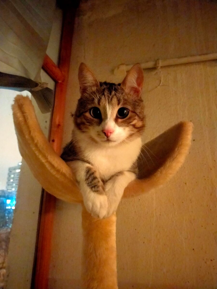 У Сёмы теперь есть и дом, и котодом!