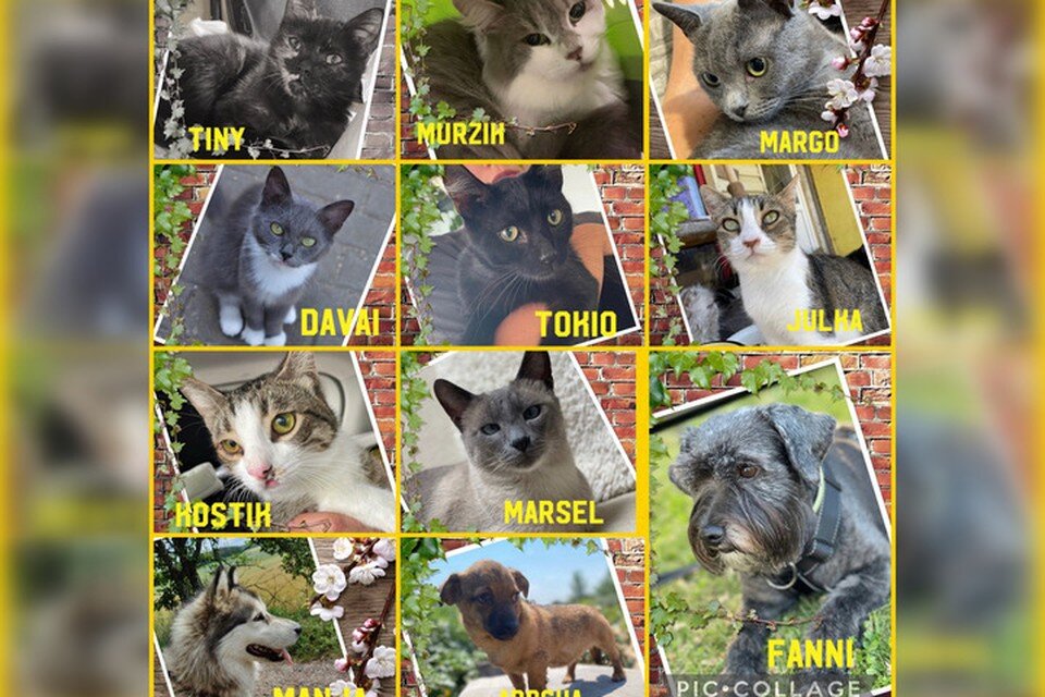     Волею случая помогла найти дом 8 кошкам и 3 собакам из Ростовской области. Фото: Ирина Смирнова